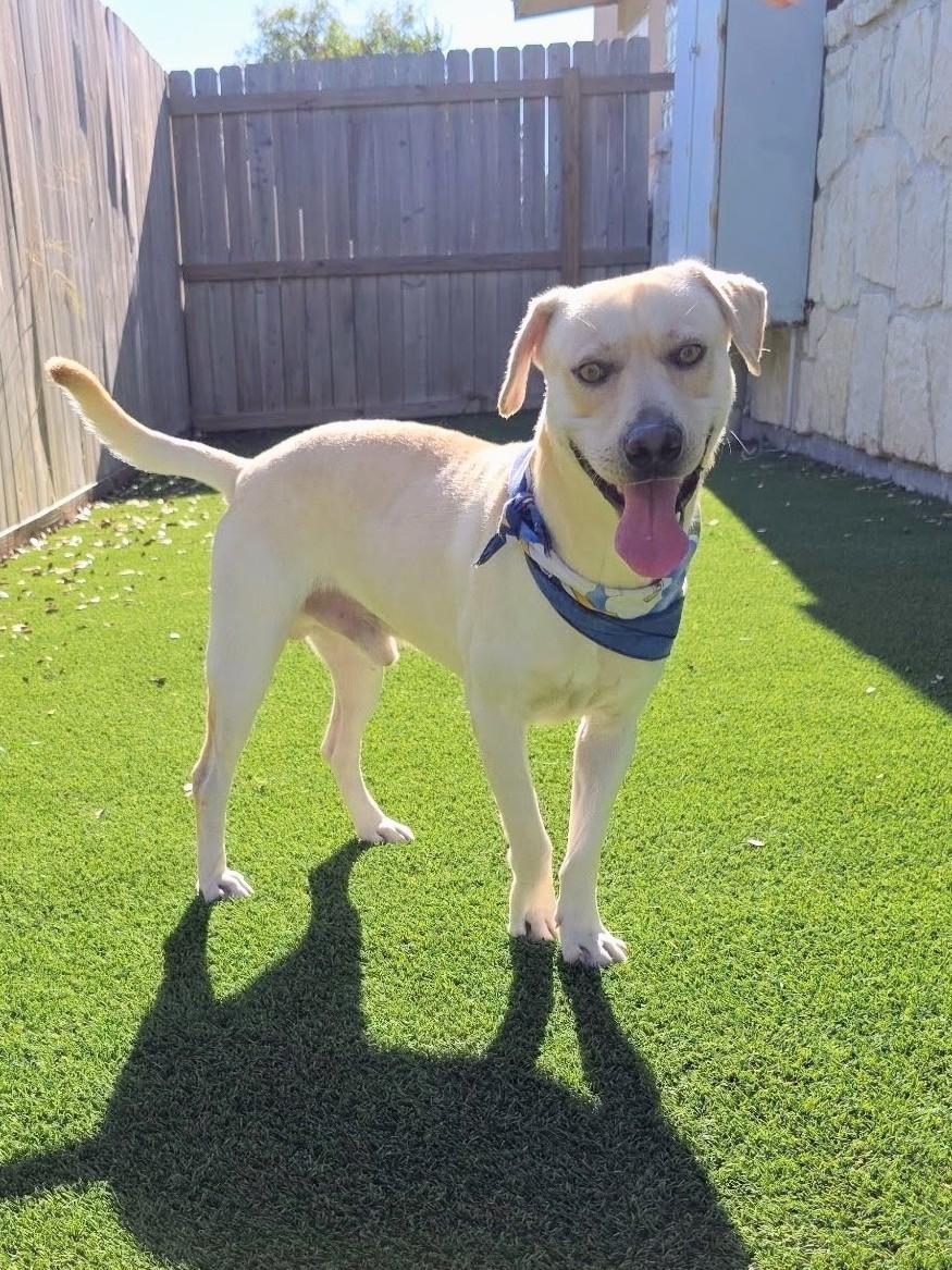 John - Fostered in the Hudson Valley, NY, Adoptable, Young Male Yellow Labrador Retriever & Labrador Retriever.