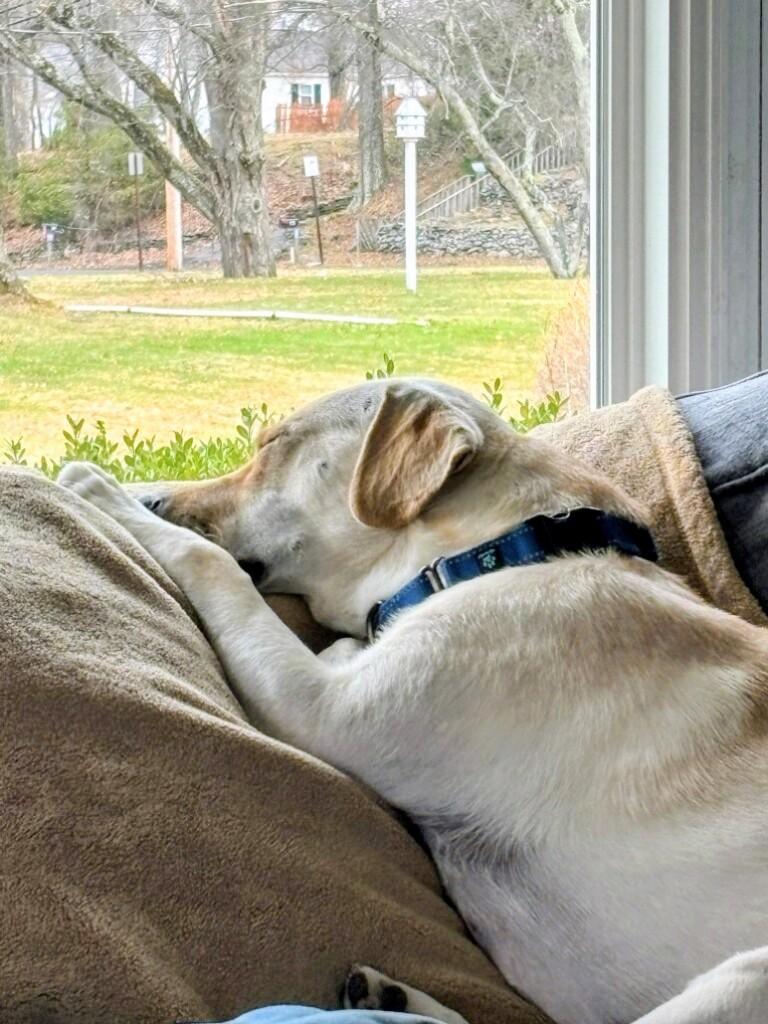 Enlarge John - Fostered in the Hudson Valley, NY, an adoptable mixed breed in Willington, CT image 6/6