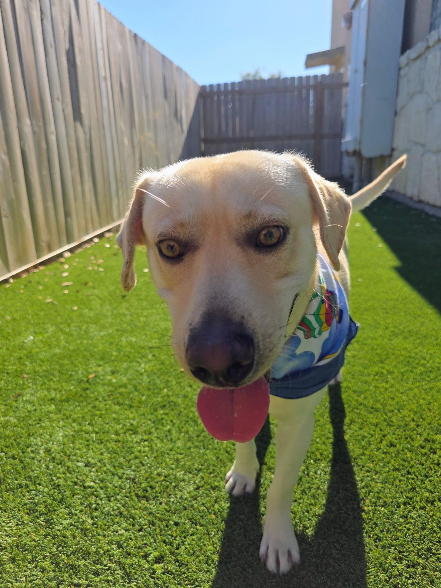 John, a Adoptable mixed breed in Willington, CT image 5/6