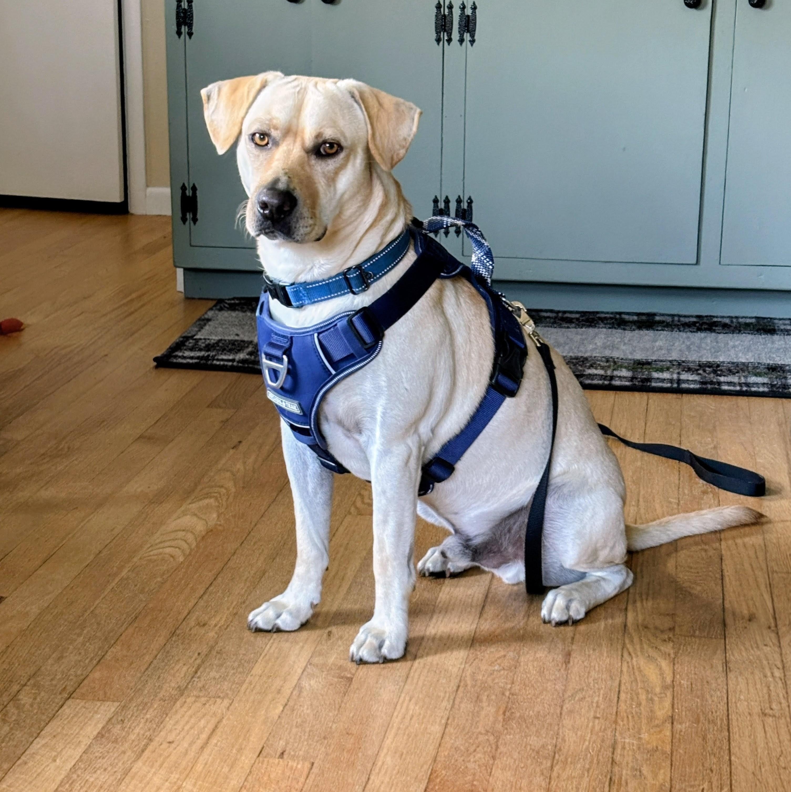 Johnny -In the Hudson Valley, NY, adoptable, Young Male Yellow Labrador Retriever & Labrador Retriever.