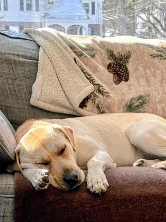 John - Fostered in the Hudson Valley, NY, an adoptable mixed breed in Willington, CT image 5/6