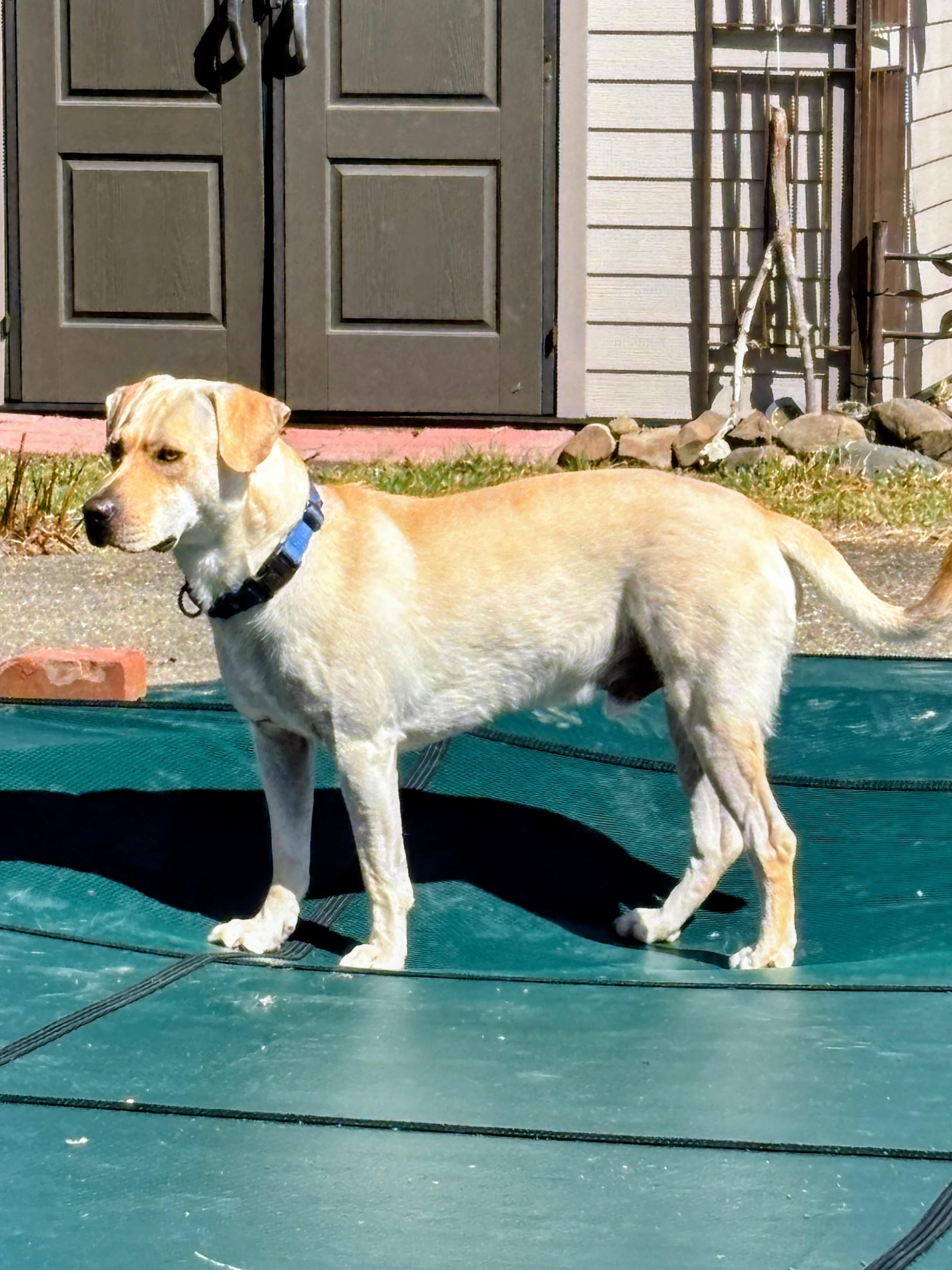 John - Fostered in the Hudson Valley, NY, adoptable, Young Male Yellow Labrador Retriever & Labrador Retriever.