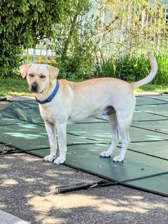 Johnny -In the Hudson Valley, NY, an adoptable mixed breed in Willington, CT image 4/6