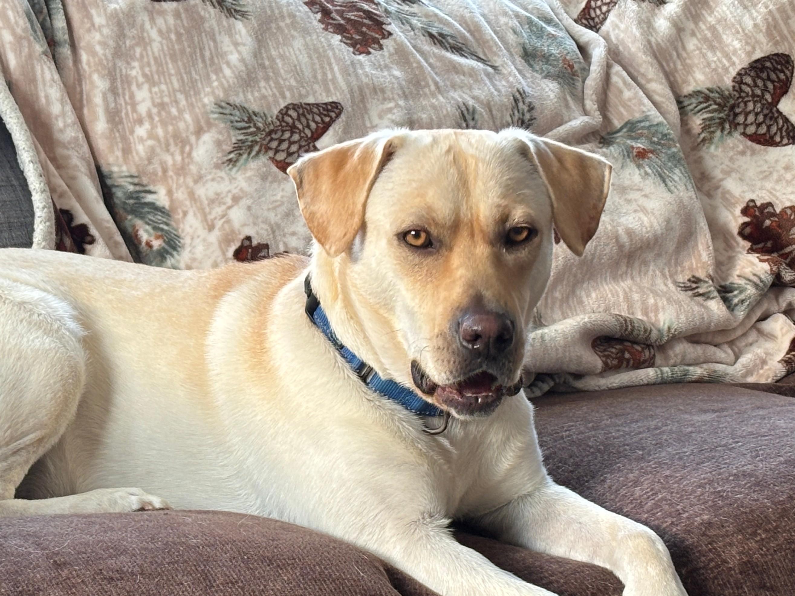 John - Fostered in the Hudson Valley, NY, an adoptable mixed breed in Willington, CT image 1/6