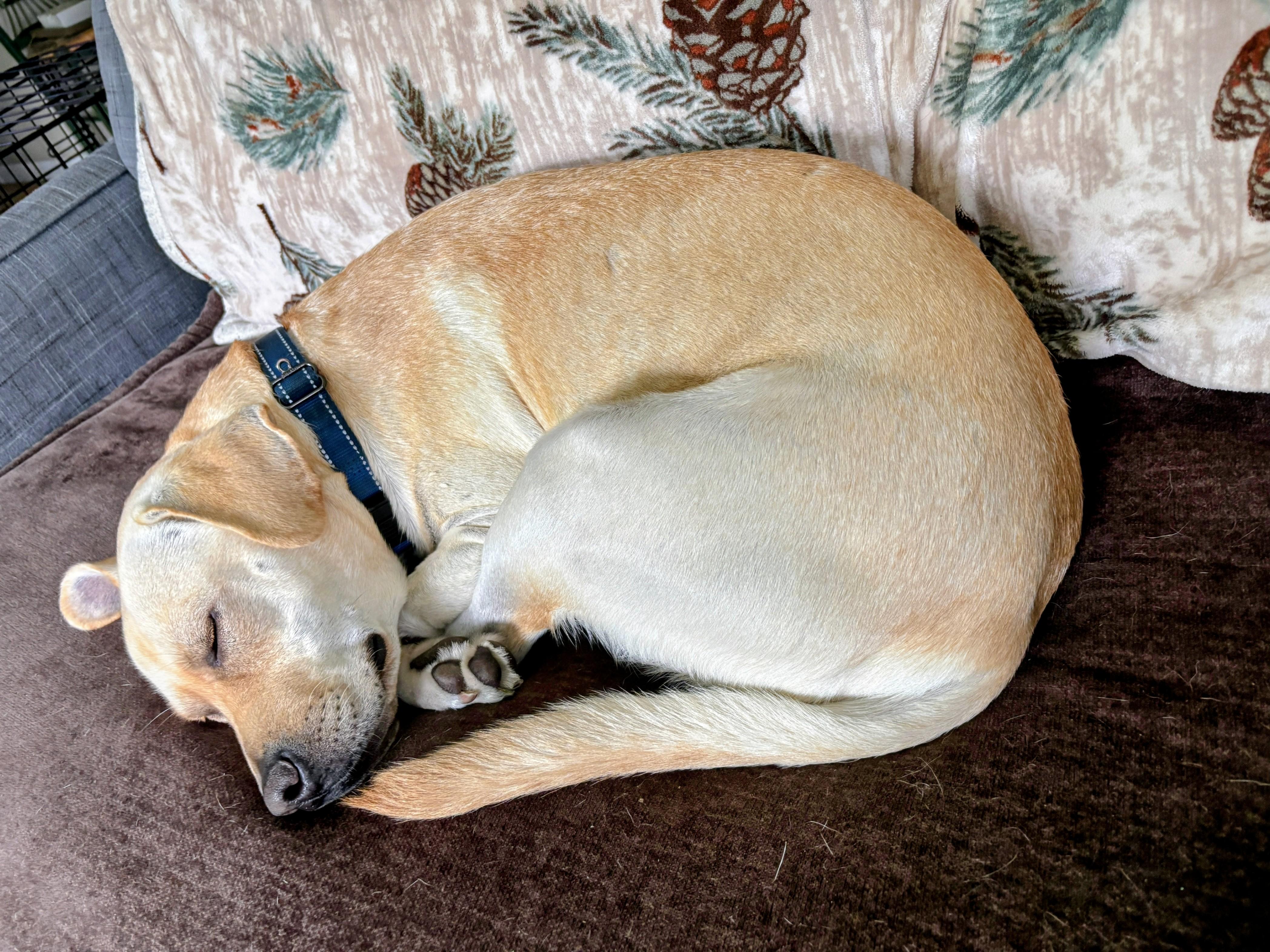 Johnny -In the Hudson Valley, NY, an adoptable mixed breed in Willington, CT image 2/6