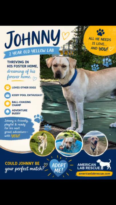 Enlarge Johnny -In the Hudson Valley, NY, an adoptable mixed breed in Willington, CT video 6/6