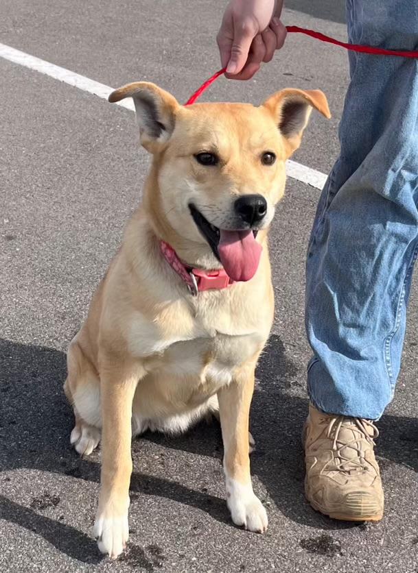 Dahlia, a ADOPTABLE mixed breed in Manhasset, NY image 2/3