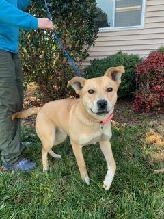 Dahlia, a ADOPTABLE mixed breed in Manhasset, NY image 3/3