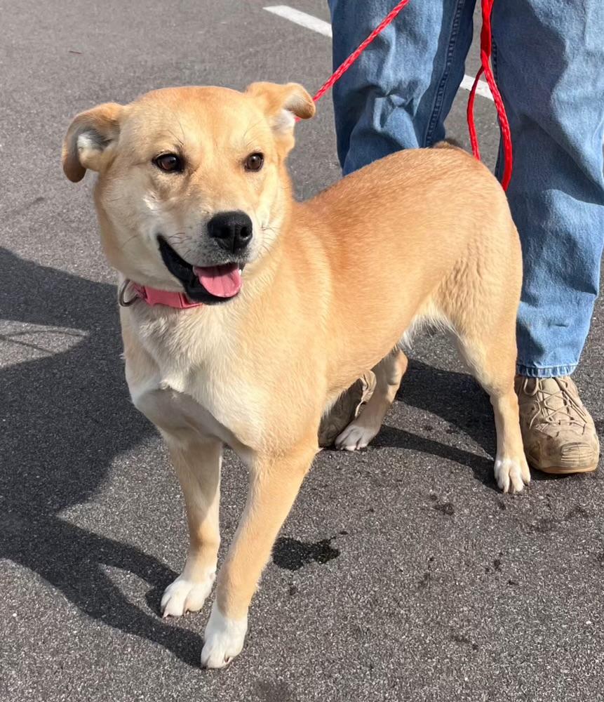 Dahlia, a ADOPTABLE mixed breed in Manhasset, NY image 1/3