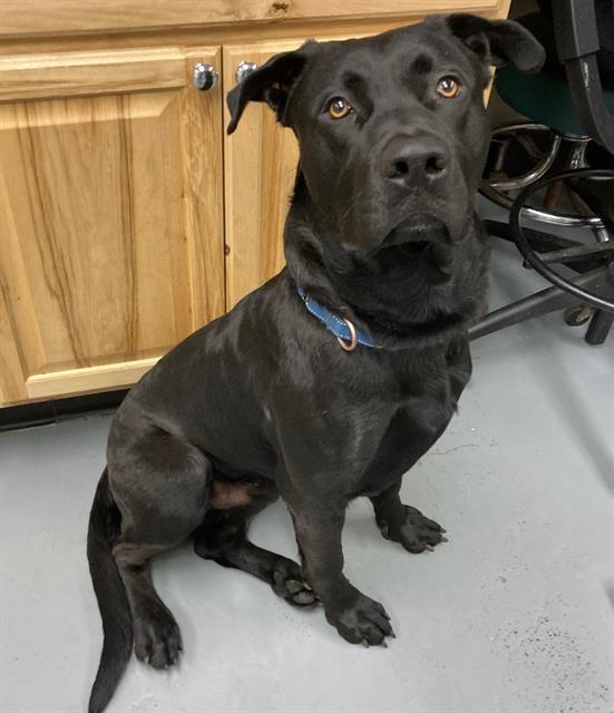 Owen , ADOPTABLE, Young Male Labrador Retriever.