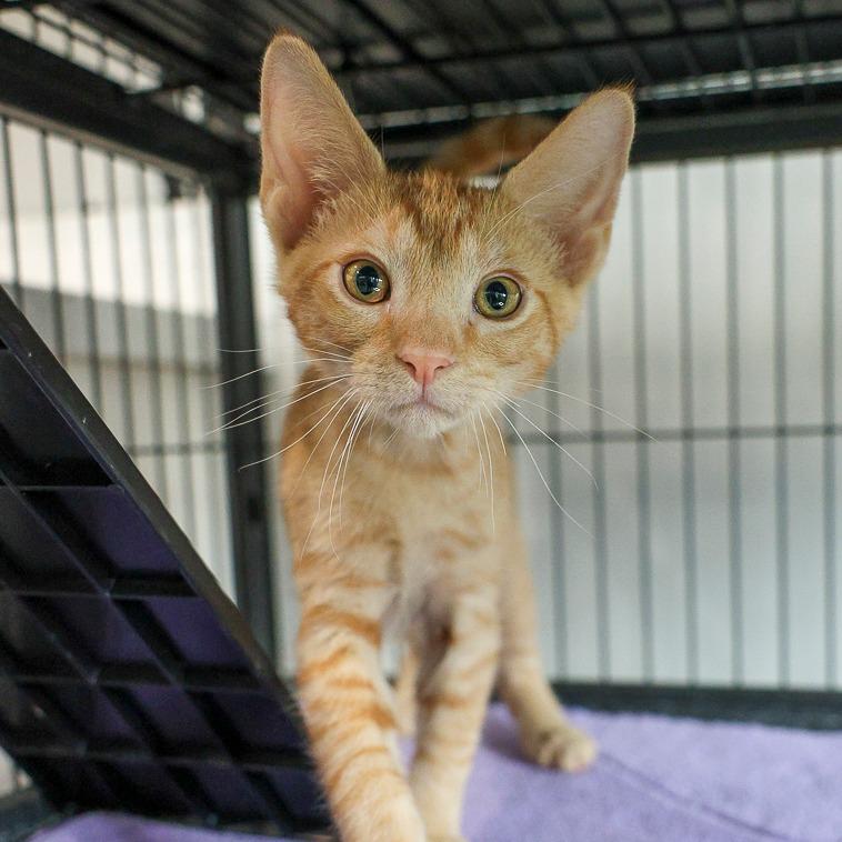 Nickelodeon, Adoptable, Kitten Male Domestic Short Hair.