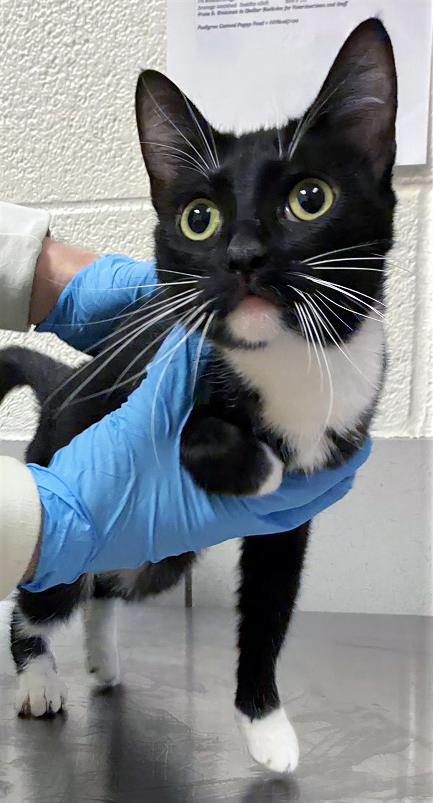 Enlarge Detergent, an adopted Domestic Short Hair in Nashville, TN image 1/1