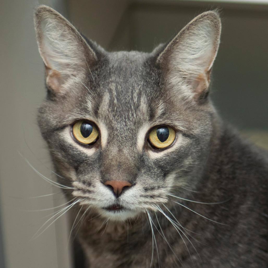 Enlarge Truffle, a Adoptable Domestic Short Hair in Middletown, RI image 1/1