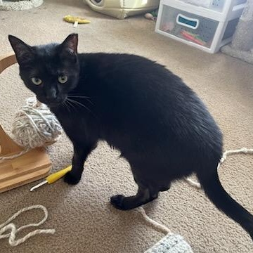 Bece, a Adoptable Domestic Short Hair in Rockford, MI image 3/6