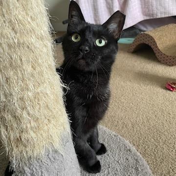 Bece, a Adoptable Domestic Short Hair in Rockford, MI image 4/6