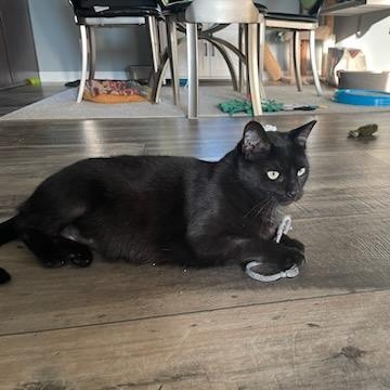 Bece, a Adoptable Domestic Short Hair in Rockford, MI image 5/6