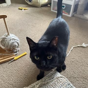 Bece, a Adoptable Domestic Short Hair in Rockford, MI image 6/6