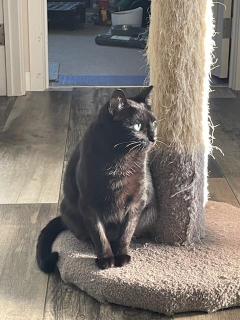 Bece, a Adoptable Domestic Short Hair in Rockford, MI image 2/6