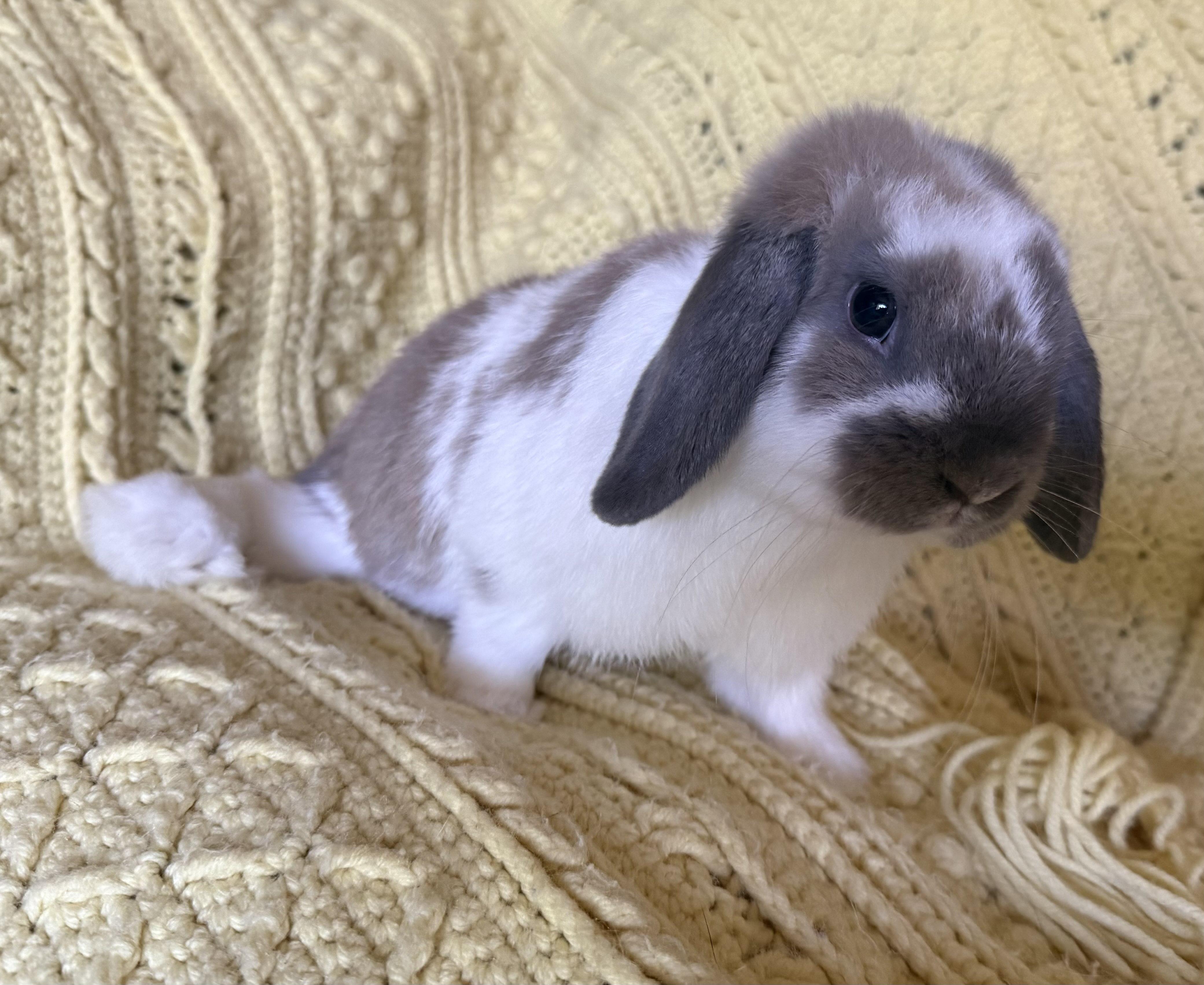 Enlarge Scooter, a Adoptable Lop Eared in Canal Fulton, OH image 1/1