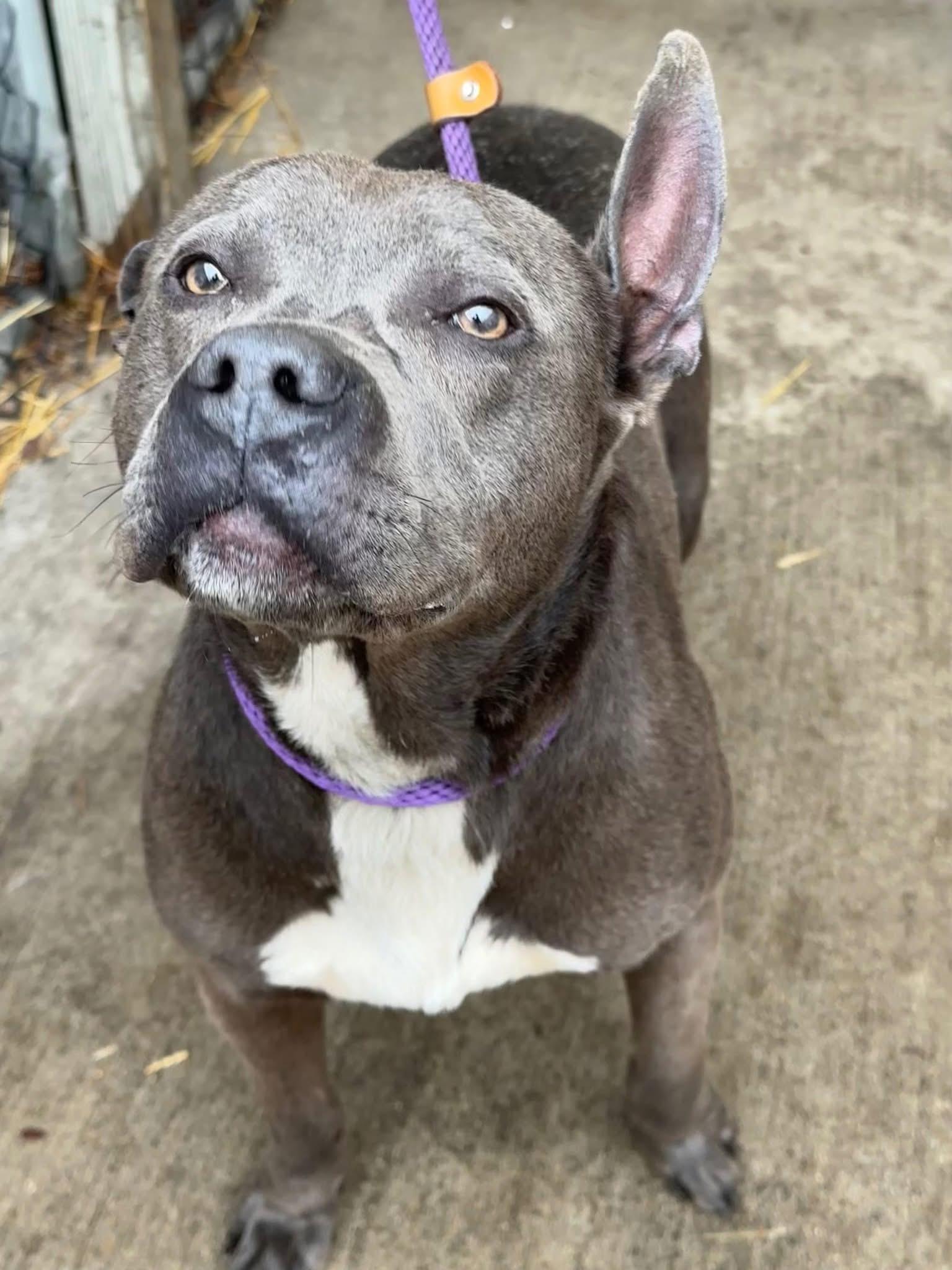 Enlarge Signal, a ADOPTABLE Pit Bull Terrier in Chicago, IL image 2/5