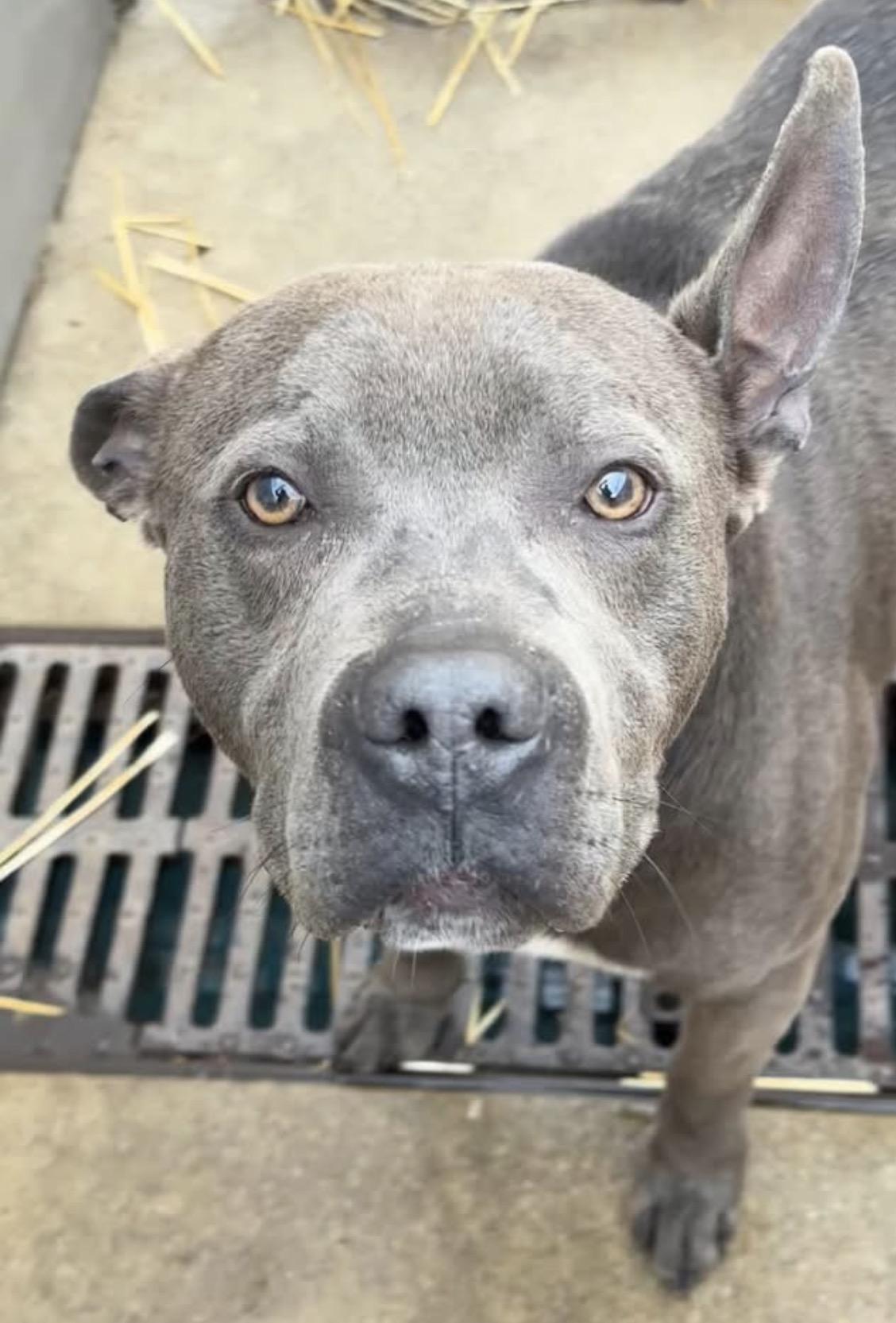 Enlarge Signal, a ADOPTABLE Pit Bull Terrier in Chicago, IL image 4/5