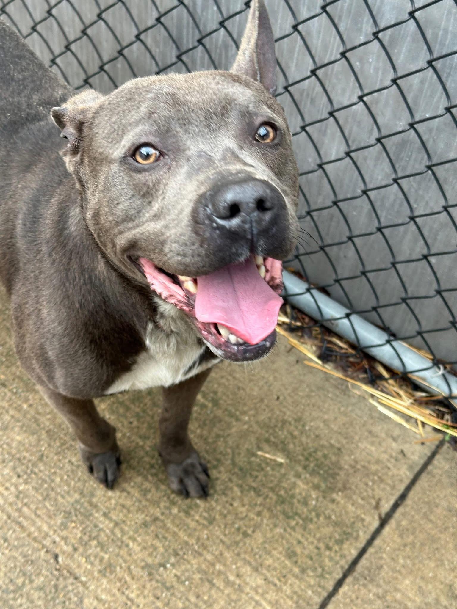 Enlarge Signal, a ADOPTABLE Pit Bull Terrier in Chicago, IL image 3/5