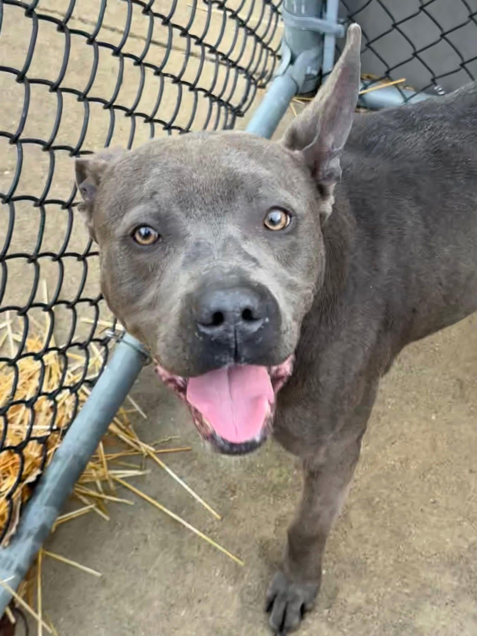 Enlarge Signal, a ADOPTABLE Pit Bull Terrier in Chicago, IL image 1/5