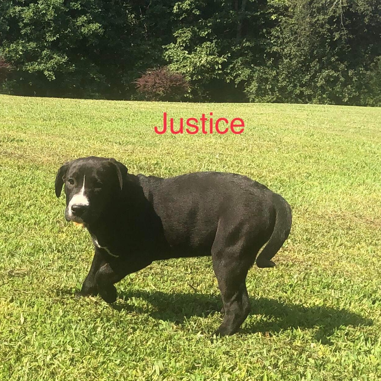 Dog for adoption Justice, a Labradoodle Mix in Willington, CT Petfinder