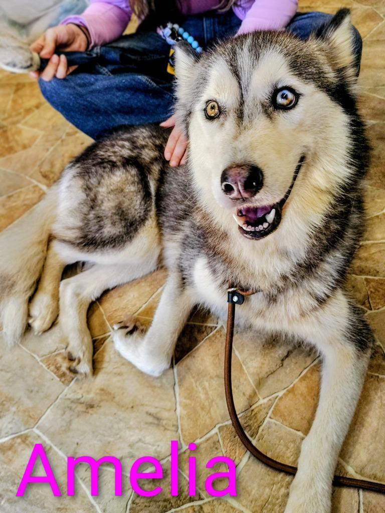 Enlarge Amelia, a Adopted Husky in Mena, AR image 1/3