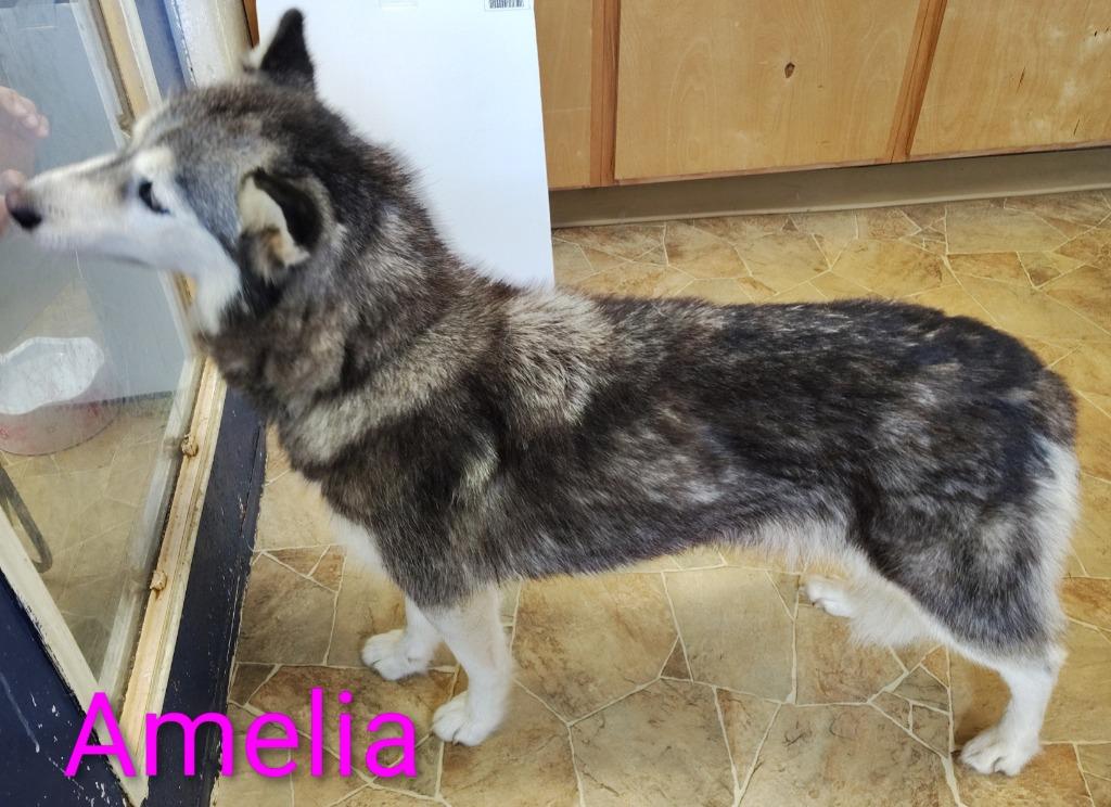 Amelia, Adoptable, Adult Female Husky.