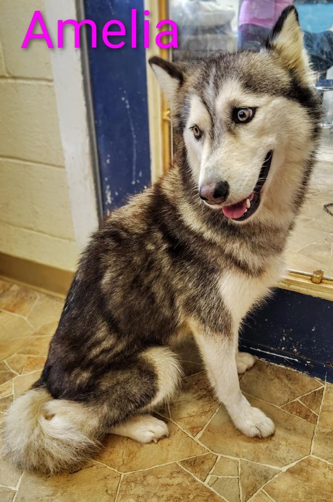 Enlarge Amelia, a Adopted Husky in Mena, AR image 2/3