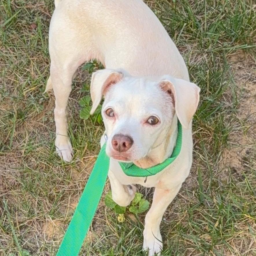 Colin, Adoptable, Adult Male Chihuahua.