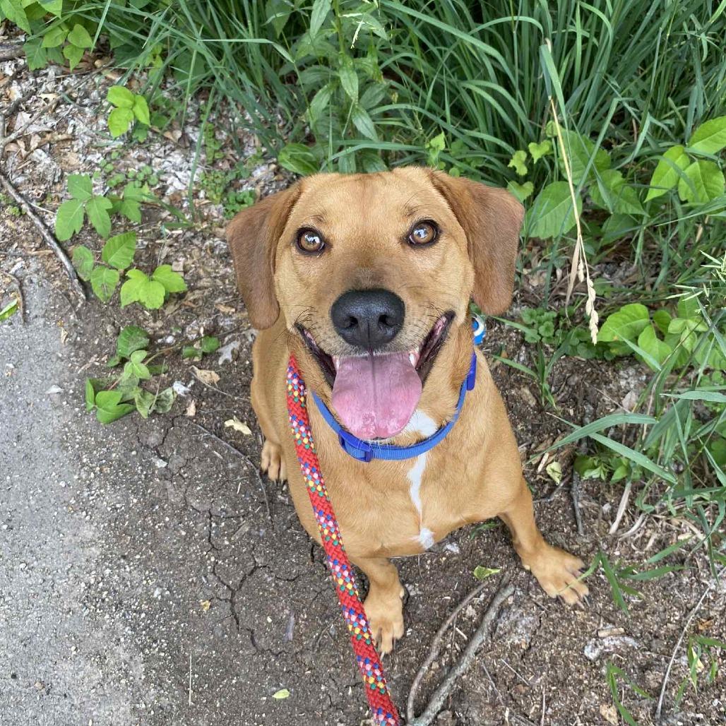 Enlarge Big Red, a Adoptable Coonhound in Dixon, IL image 1/2