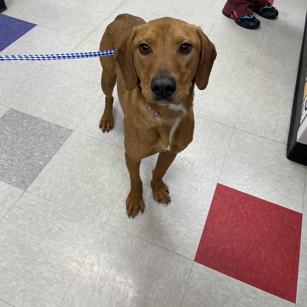 Enlarge Big Red, a Adoptable Coonhound in Dixon, IL image 2/2