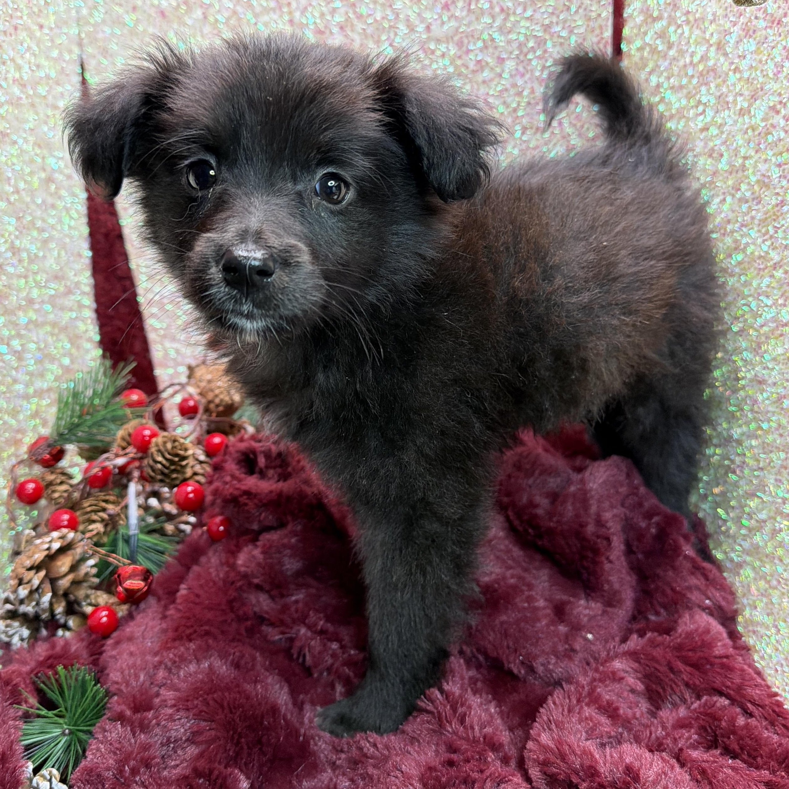 Enlarge Jingle, a Adoptable mixed breed in San Diego, CA image 1/1