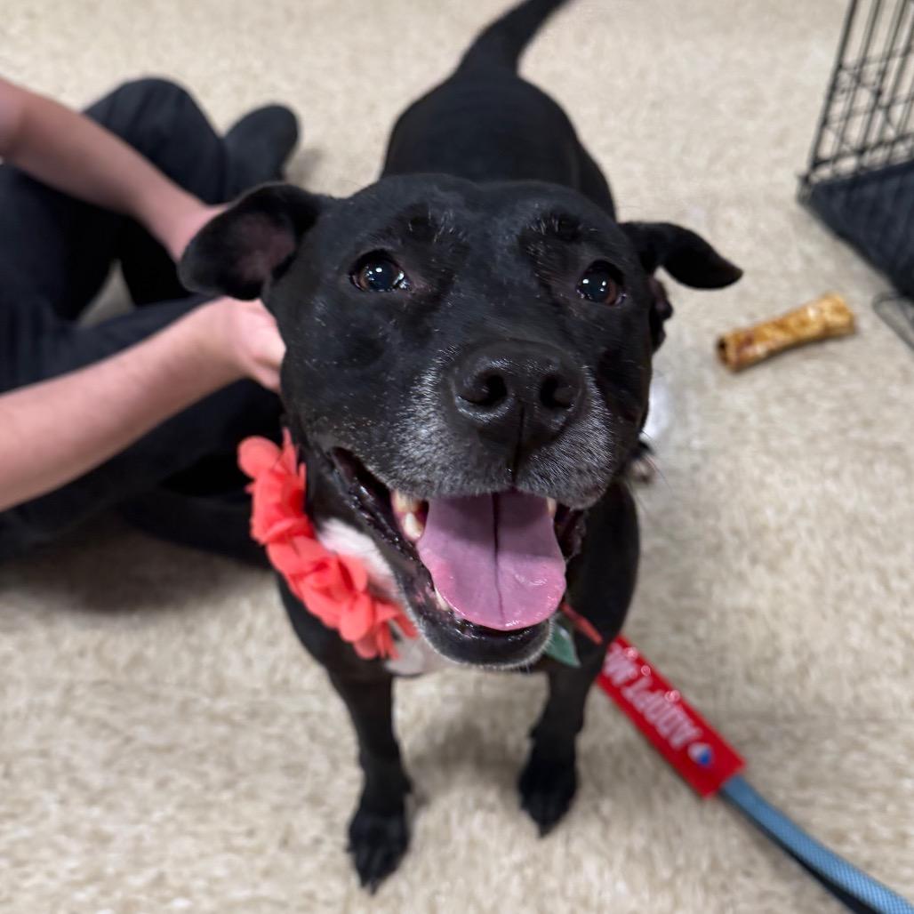 Susie two C-32122, Adoptable, Senior Female Labrador Retriever & Pit Bull Terrier.
