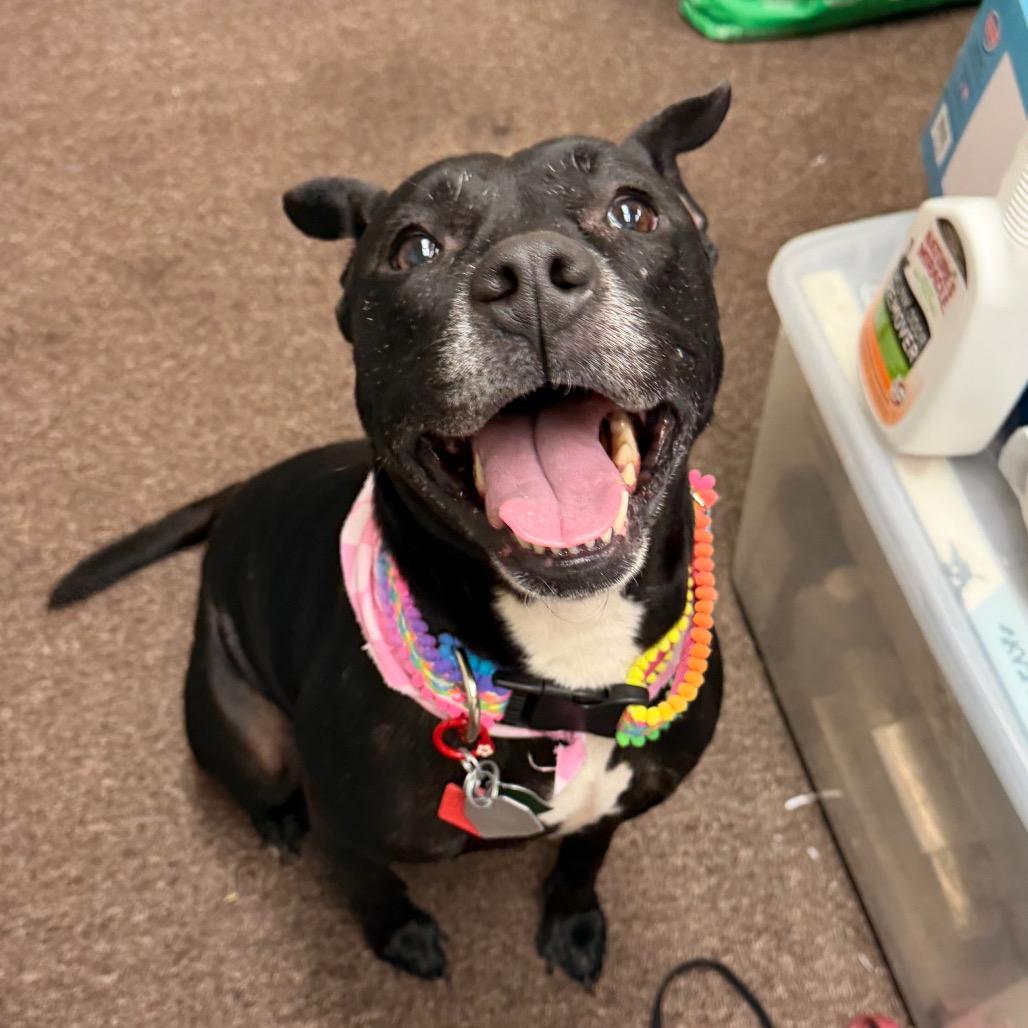 Enlarge Susie two C-32122, a Adoptable mixed breed in Oklahoma City, OK image 2/6