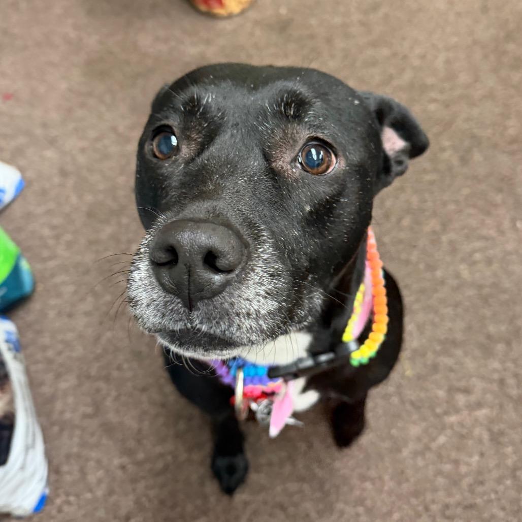 Enlarge Susie two C-32122, a Adoptable mixed breed in Oklahoma City, OK image 3/6