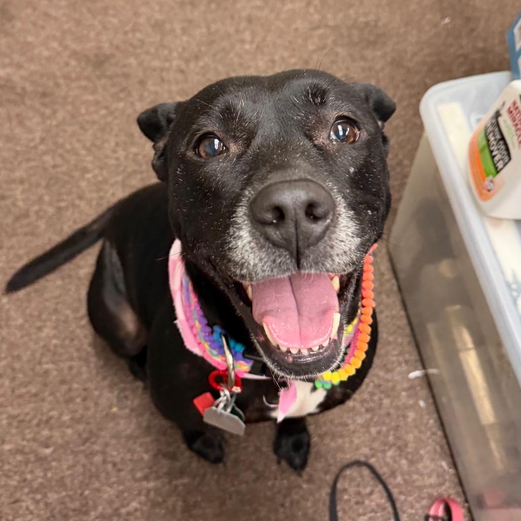 Enlarge Susie two C-32122, a Adoptable mixed breed in Oklahoma City, OK image 4/6
