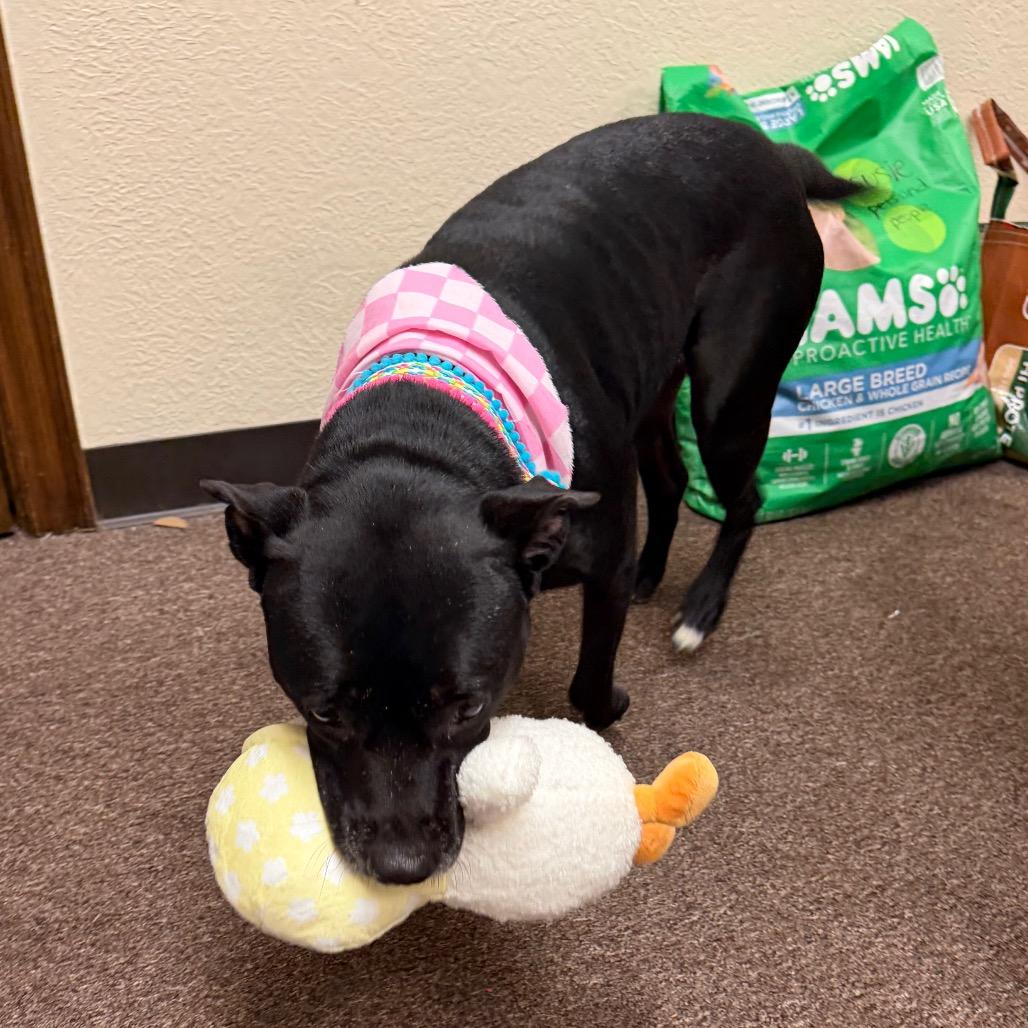 Enlarge Susie two C-32122, a Adoptable mixed breed in Oklahoma City, OK image 5/6