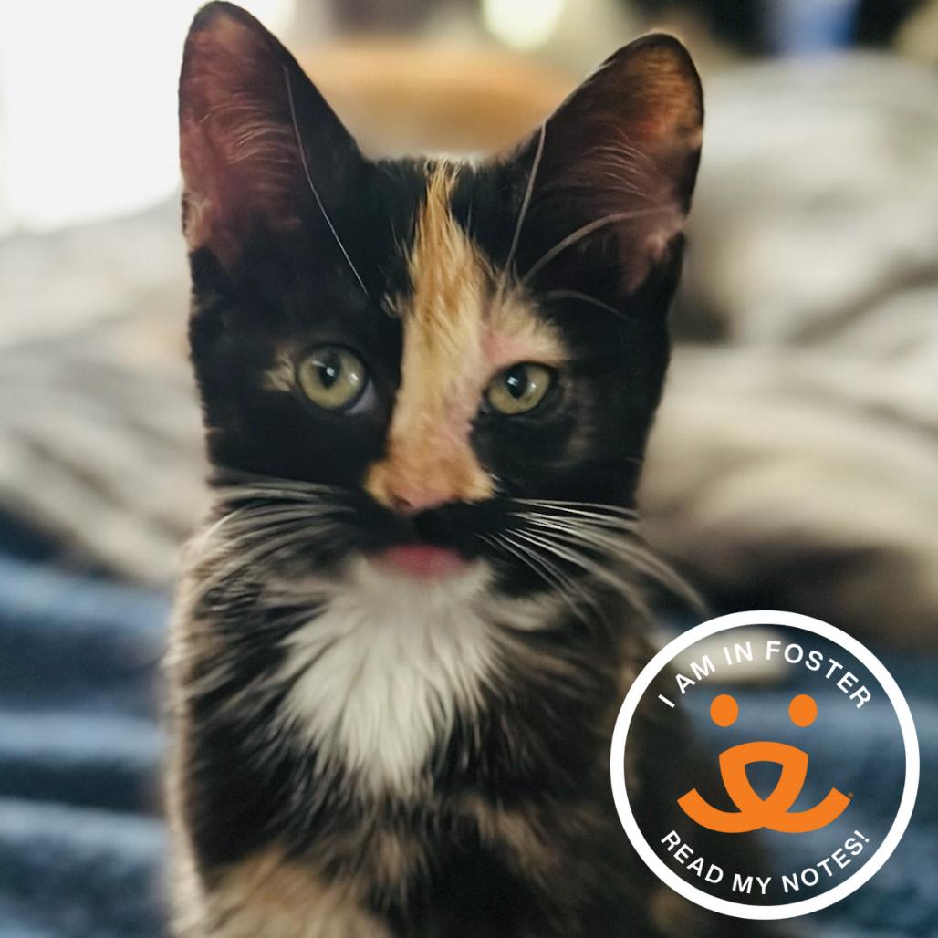 Rosalie, Adoptable, Kitten Female Domestic Short Hair.