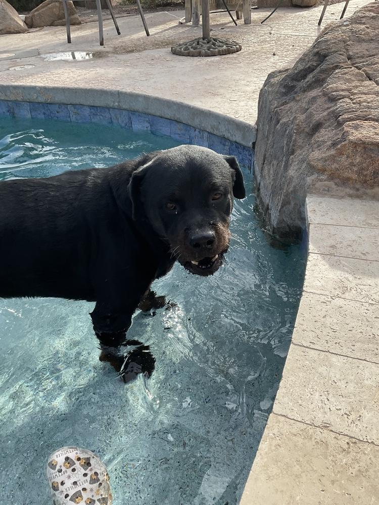 Bronson, a Adoptable Rottweiler in Gilbert, AZ image 1/6