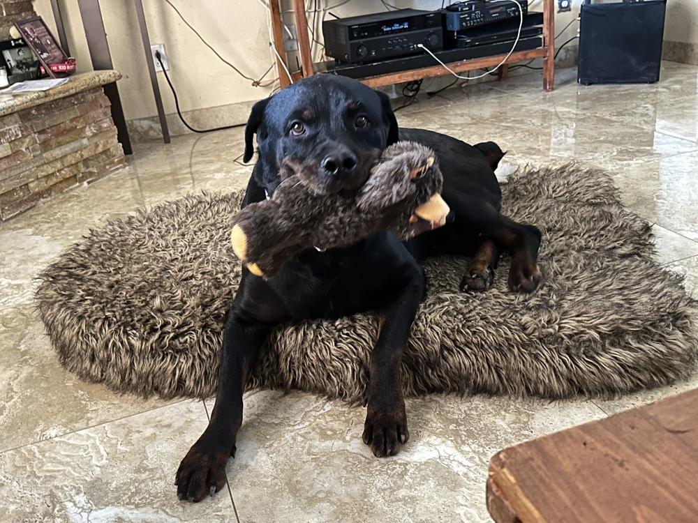 Bronson, a Adoptable Rottweiler in Gilbert, AZ image 2/6