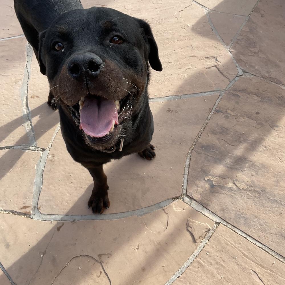 Bronson, a Adoptable Rottweiler in Gilbert, AZ image 3/6