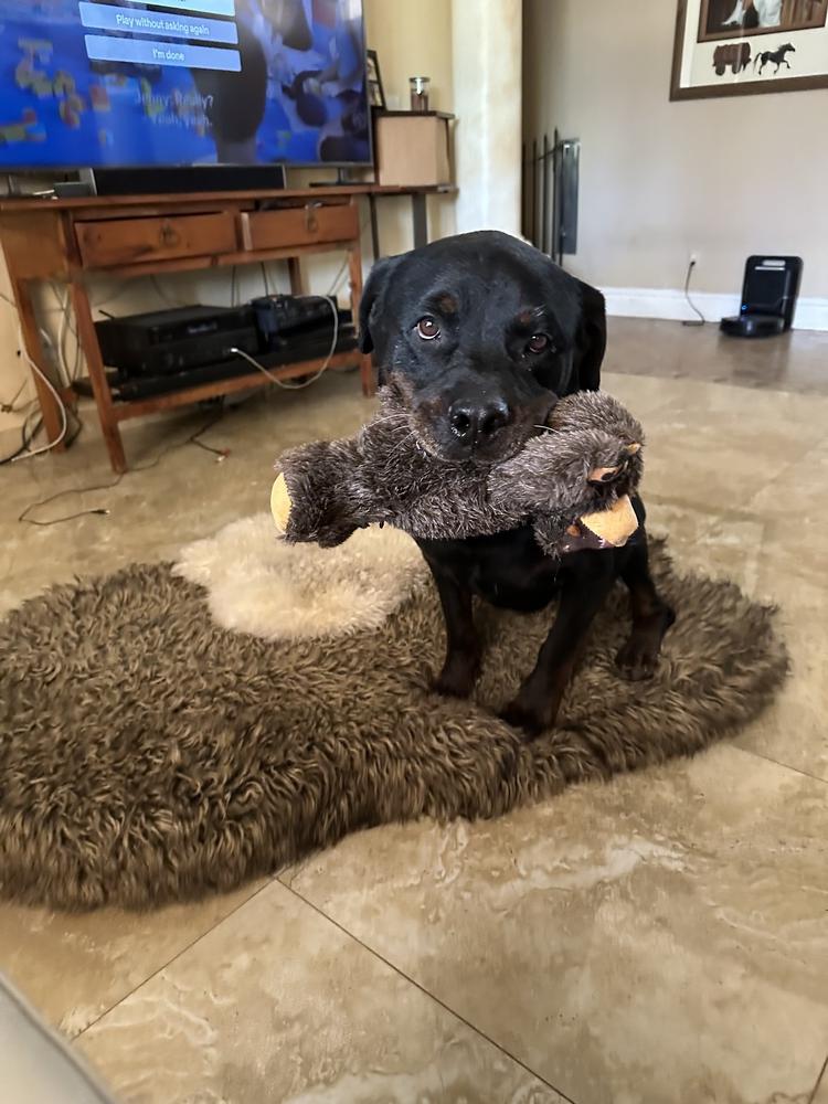 Bronson, a Adoptable Rottweiler in Gilbert, AZ image 4/6