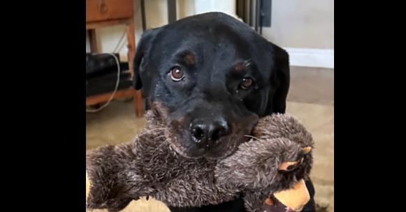 Bronson, a Adoptable Rottweiler in Gilbert, AZ image 4/6