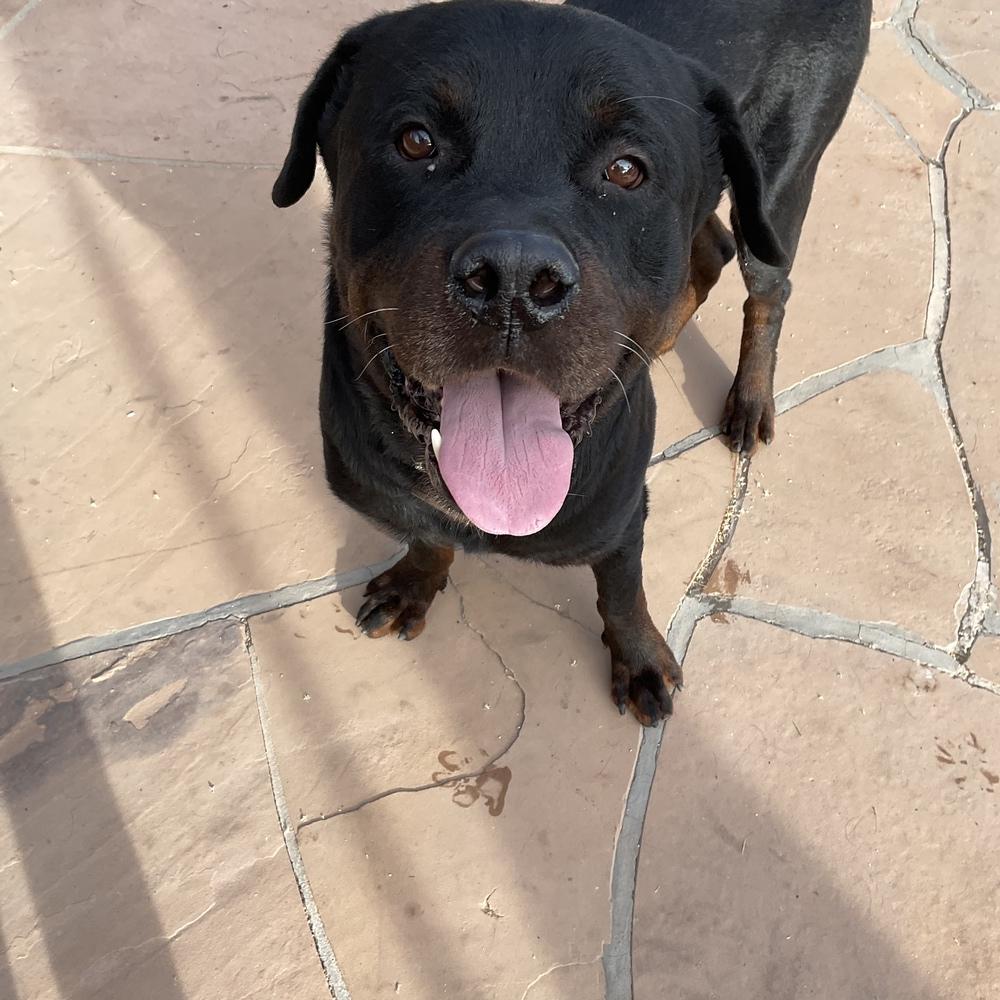 Bronson, a Adoptable Rottweiler in Gilbert, AZ image 5/6
