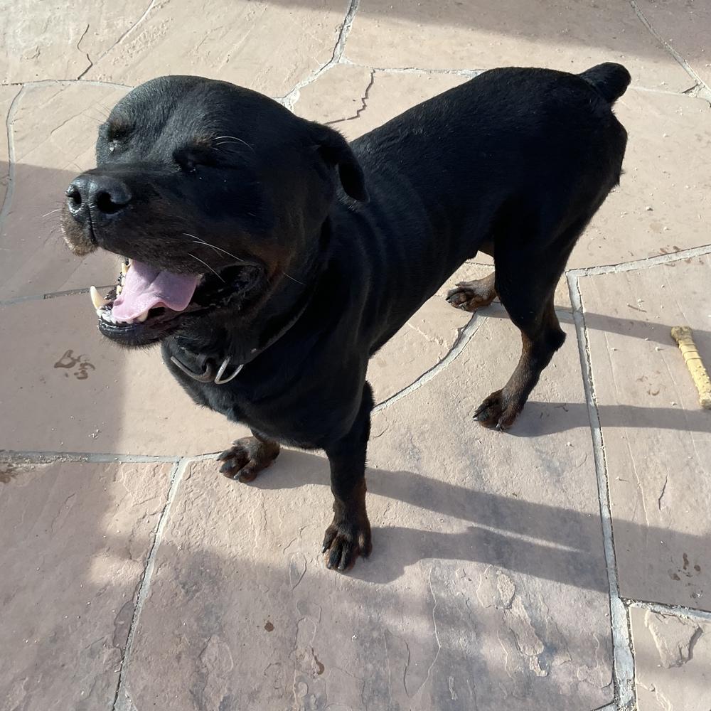Bronson, a Adoptable Rottweiler in Gilbert, AZ image 6/6
