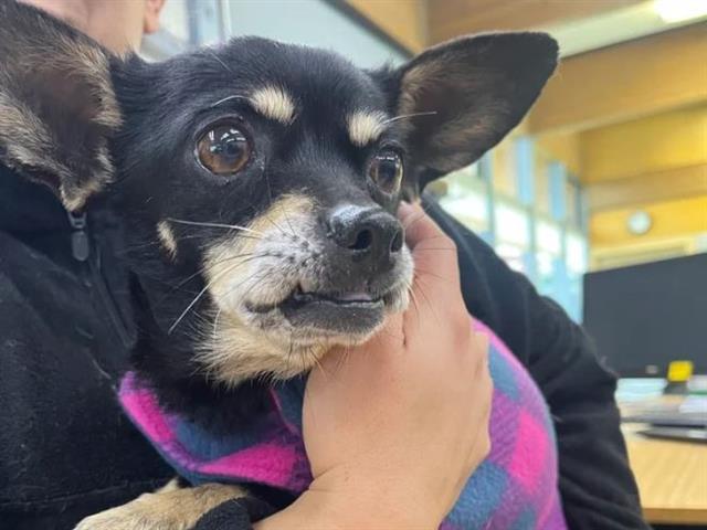 POLPETTA, Adoptable, Adult Female Miniature Pinscher.