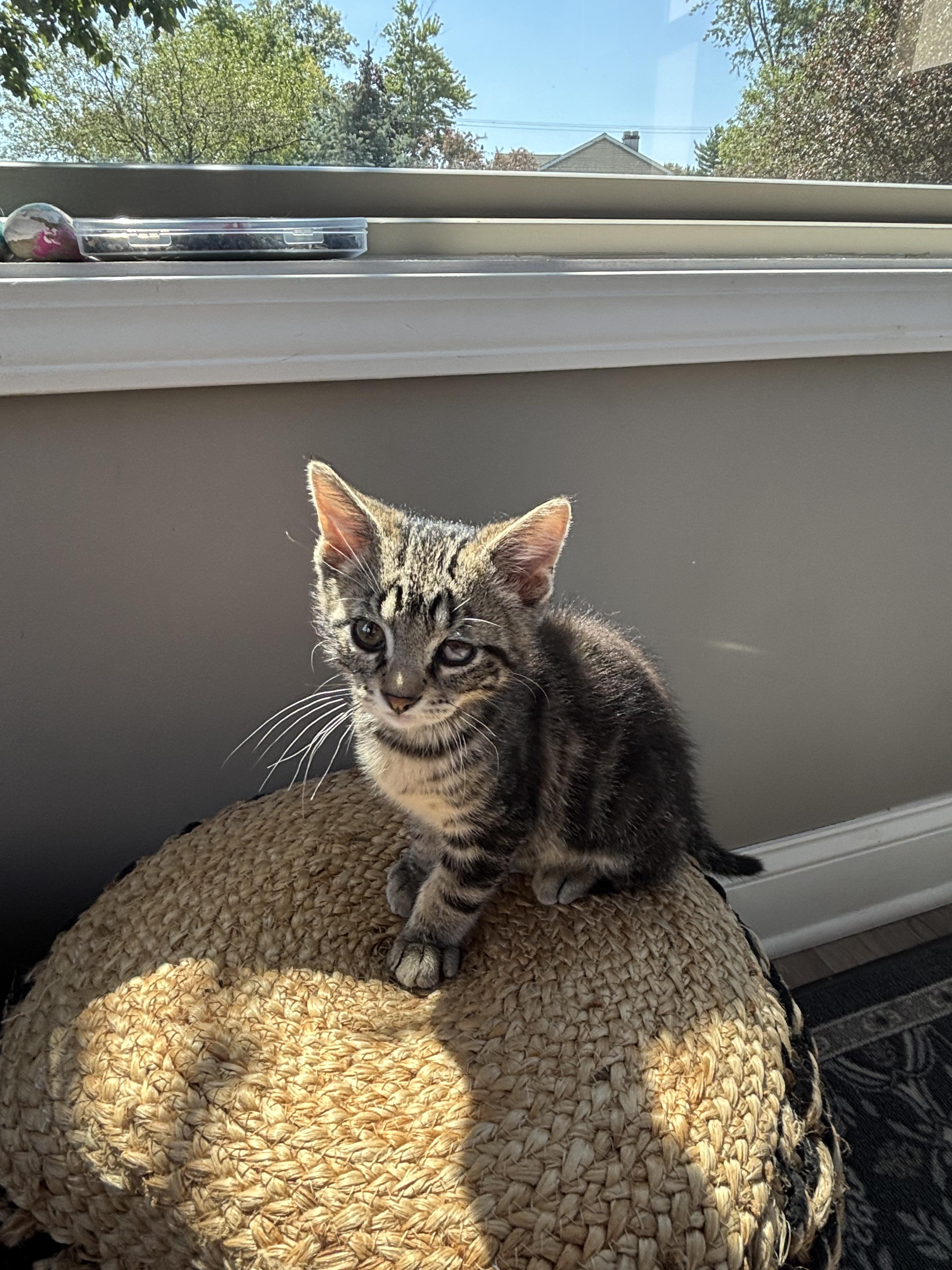 Enlarge Parmesan, a ADOPTABLE Domestic Short Hair in Joliet, IL image 4/5
